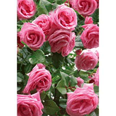Roses - 3D Lenticular Postcard Greeting Card - NEW Post Cards 3dstereo 