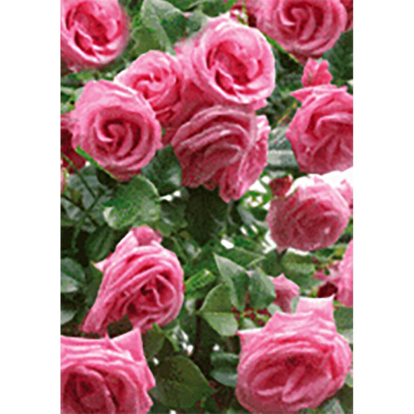 Roses - 3D Lenticular Postcard Greeting Card - NEW Post Cards 3dstereo 