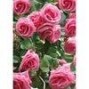 Roses - 3D Lenticular Postcard Greeting Card - NEW Post Cards 3dstereo 