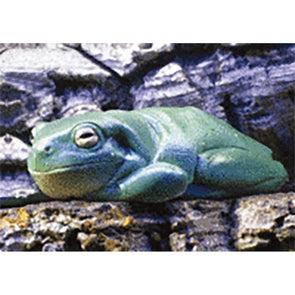 Frog - 3D Lenticular Postcard Greeting Card - NEW Post Cards 3dstereo 