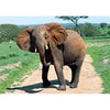 Elephant - 3D Lenticular Postcard Greeting Card - NEW Post Cards 3dstereo 