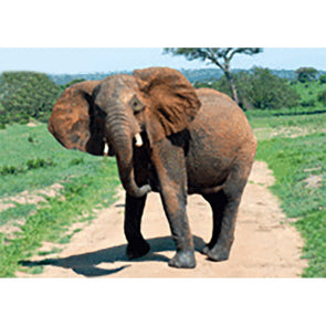 Elephant - 3D Lenticular Postcard Greeting Card - NEW Post Cards 3dstereo 