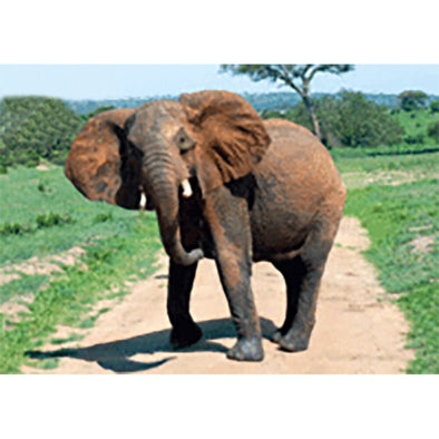 Elephant - 3D Lenticular Postcard Greeting Card - NEW Post Cards 3dstereo 