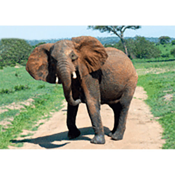 Elephant - 3D Lenticular Postcard Greeting Card - NEW Post Cards 3dstereo 