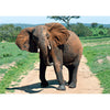 Elephant - 3D Lenticular Postcard Greeting Card - NEW Post Cards 3dstereo 
