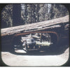 5 ANDREW - Sequoia National Park - California - View-Master Gold Center Reel - vintage - 117 Packet 3dstereo 