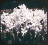 Garden Flowers - View-Master 3 Reel Packet - 1953 - vintage - 980,981,982-S3 Packet 3dstereo 