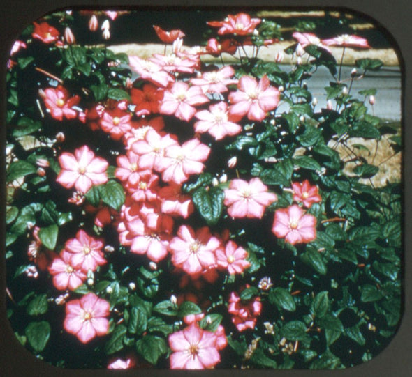 Garden Flowers - View-Master 3 Reel Packet - 1953 - vintage - 980,981,982-S3 Packet 3dstereo 