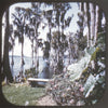 7 ANDEW - Cypress Gardens and Bok Tower Florida - View-Master Hand-Lettered Reel - vintage (HL-164n) Reels 3dstereo 