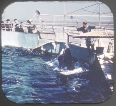 7 ANDREW - Marine Studios, St. Augustine - Florida - View-Master Hand-Lettered Reel - vintage (HL-166n) Reels 3dstereo 