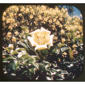 Hawaiian Flowers I - View-Master Hand Letter Reel - vintage - (68n) Reels 3dstereo 