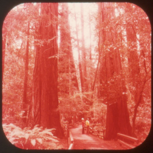 Muir Woods - View-Master 3 Reel Packet - 1982 - vintage - A164-G3 Packet 3dstereo 