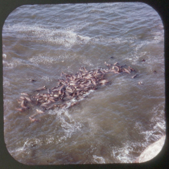 5 ANDREW - Oregon Coast - View-Master 3 Reel Packet - 1973 - vintage - A247-G3C Packet 3dstereo 