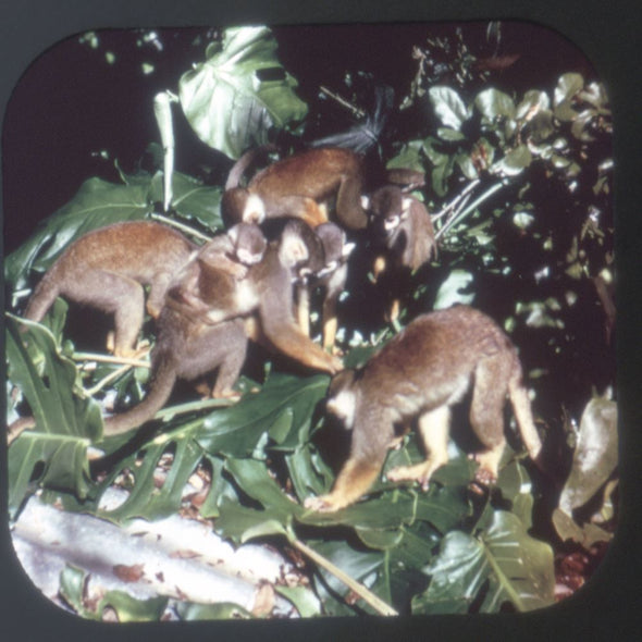 5 ANDREW - Monkey Jungle - View-Master 3 Reel Packet - vintage - A985-G1A Packet 3dstereo 