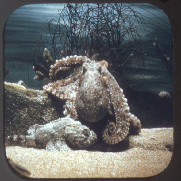 Marine Studios - Marineland of Florida - View-Master 3 Reel Packet - 1950s Views - vintage - (PKT-MARINE-S3) Packet 3dstereo 