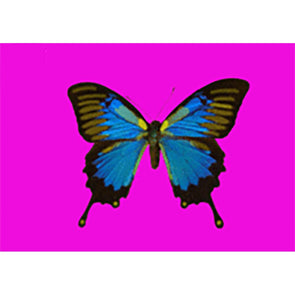 Animated Butterfly - Postcard Motion Lenticular Greeting Card - NEW Postcard 3dstereo 