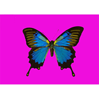 Animated Butterfly - Postcard Motion Lenticular Greeting Card - NEW Postcard 3dstereo 