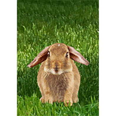 Rabbit - Flicker Lenticular Postcard Greeting Card - NEW Post Cards 3dstereo 