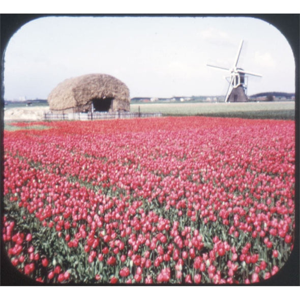 Tulip Time in Holland - GAF View-Master 3 Reel Souvenir Set on Card - BC385 VBP 3dstereo 