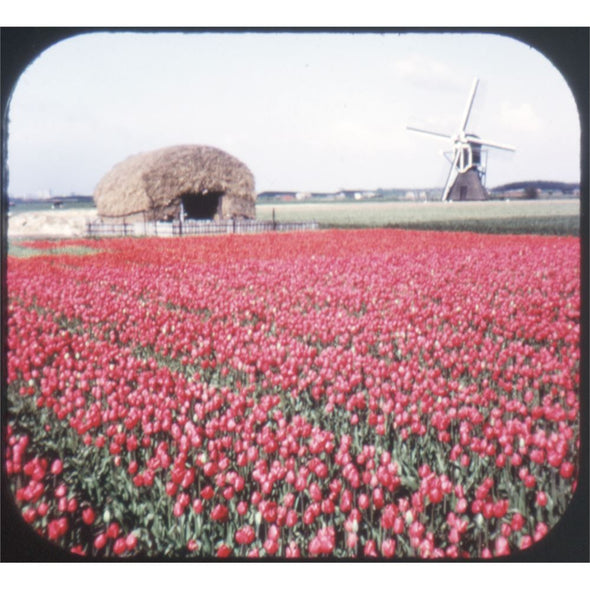5 ANDREW - Tulip Time in Holland - View-Master 3 Reel Set on Card - vintage - BC385 VBP 3dstereo 