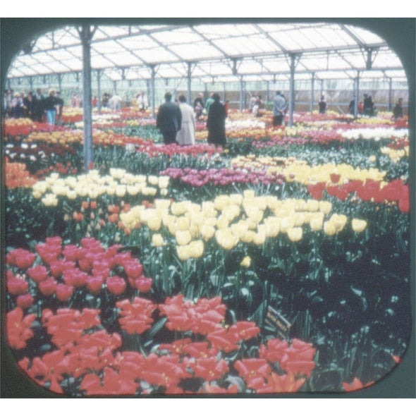 Tulip Time in Holland - GAF View-Master 3 Reel Souvenir Set on Card - BC385 VBP 3dstereo 