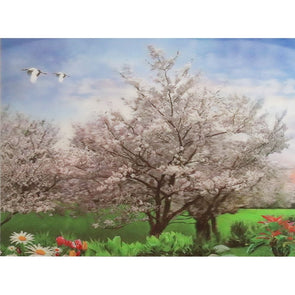 White Cherry Blossom Tree - 3D Lenticular Poster - 12x16 - NEW Poster 3Dstereo 