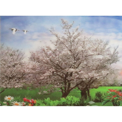 White Cherry Blossom Tree - 3D Lenticular Poster - 12x16 - NEW Poster 3Dstereo 