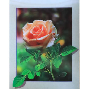 Pink (cream) Rose - 3D Lenticular Poster - 12x16 Print - New Poster 3Dstereo 