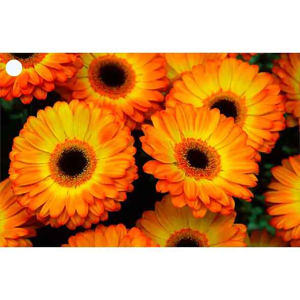 2 Beautiful Flowers - Gerbera & Hawkweed - 3D Lenticular Gift Tags Cards - NEW Gift Cards 3dstereo 