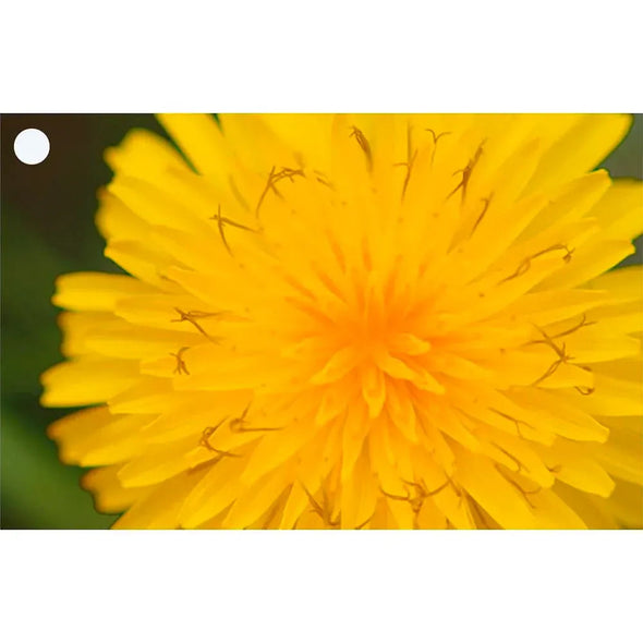 2 Beautiful Flowers - Gerbera & Hawkweed - 3D Lenticular Gift Tags Cards - NEW Gift Cards 3dstereo 