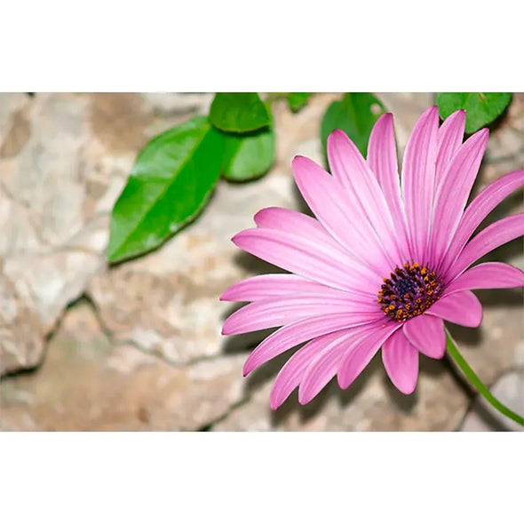 2 Flowers - African Daisy & Primrose - Motion Lenticular Gift Tags Cards - NEW Gift Cards 3dstereo 