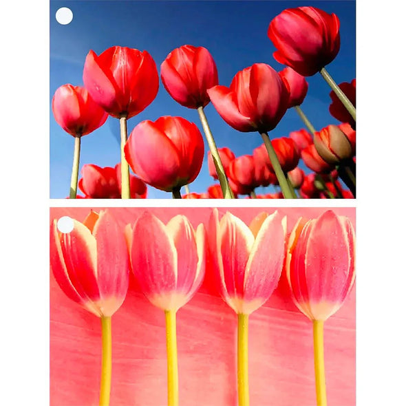 2 Tulips Flowers - 3D Lenticular Gift Tags Cards - NEW Gift Cards 3dstereo 