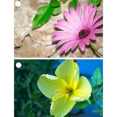 2 Flowers - African Daisy & Primrose - Motion Lenticular Gift Tags Cards - NEW Gift Cards 3dstereo 