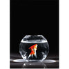 Goldfish Jumping - Flicker Lenticular Postcard Greeting Card - NEW Post Cards 3dstereo 