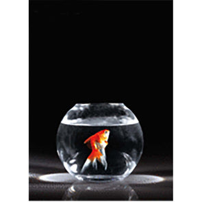 Goldfish Jumping - Flicker Lenticular Postcard Greeting Card - NEW Post Cards 3dstereo 