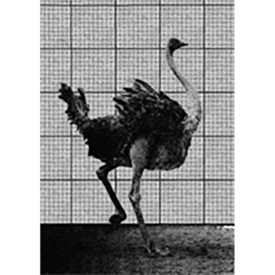 Muybridge - Ostrich - Motion Postcard - Greeting Card - NEW Post Cards 3dstereo 