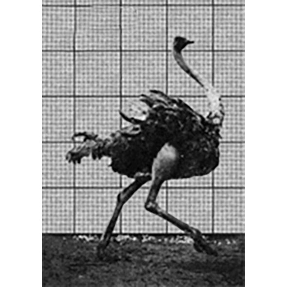 Muybridge - Ostrich - Motion Postcard - Greeting Card - NEW Post Cards 3dstereo 