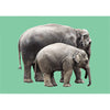ELEPHANTS / SKELETON ANATOMICAL - Motion - 3D Lenticular Postcard - NEW Postcard 3dstereo 