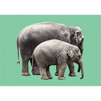 ELEPHANTS / SKELETON ANATOMICAL - Motion - 3D Lenticular Postcard - NEW Postcard 3dstereo 