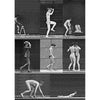 Muybridge - Motion Postcard -Greeting Card - NEW Post Cards 3dstereo 