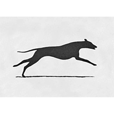 Muybridge - Motion Postcard - Greyhound - Greeting Card - NEW Post Cards 3dstereo 