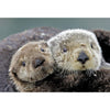 Otter Sea close up - 3D Magnet for Refrigerator, Whiteboard, Locker MAGNET 3dstereo 