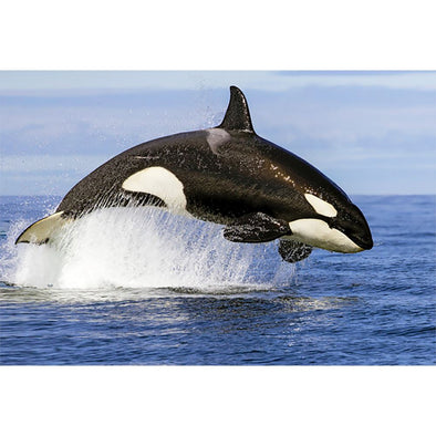 Whale Orca Breaching - 3D Lenticular Postcard Greeting Card Postcard 3dstereo 