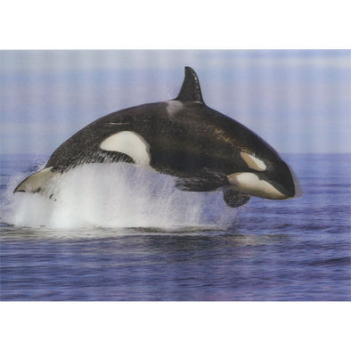 Whale orca breaching 2 - 3D Lenticular Postcard Greeting Card - NEW Postcard 3dstereo 