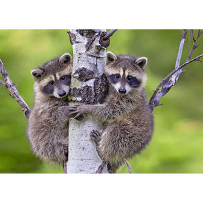 Raccoon Kids - 3D Lenticular Postcard Greeting Card Postcard 3dstereo 