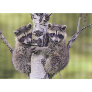 Raccoon Kits - 3D Lenticular Postcard Greeting Card- NEW Postcard 3dstereo 