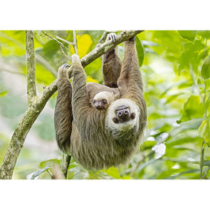 Two-toed Sloth - 3D Lenticular Postcard Greeting Card Postcard 3dstereo 