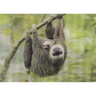 Two-toed Sloth - 3D Lenticular Postcard Greeting Card- NEW Postcard 3dstereo 
