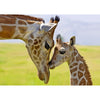 Rothschild Giraffe - 3D Magnet for Refrigerator, Whiteboard, Locker MAGNET 3dstereo 