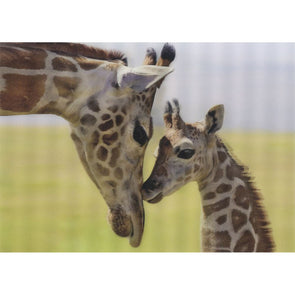 Rothschild Giraffe - 3D Lenticular Postcard Greeting Card - NEW Postcard 3dstereo 